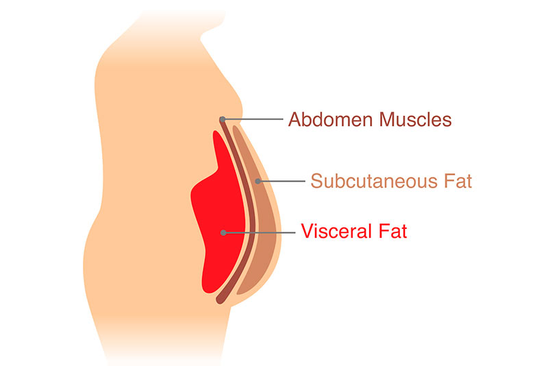 Diagrama grasa visceral y subcutánea